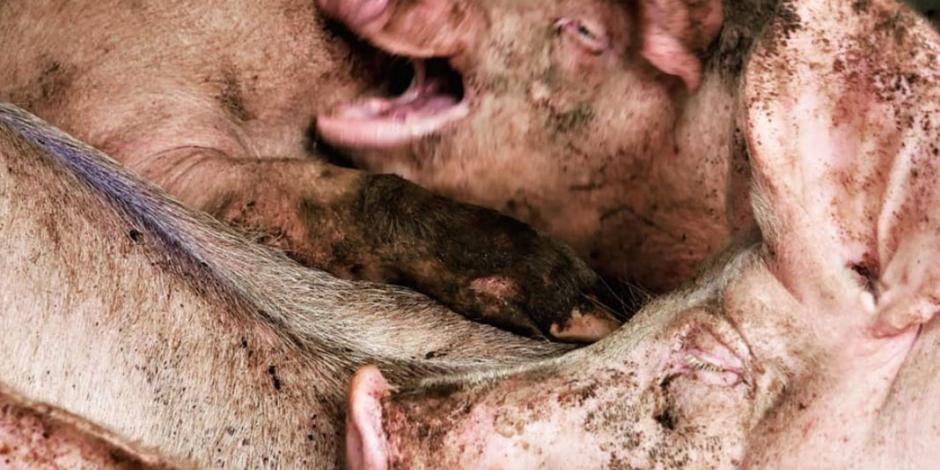 Denuncian maltrato animal en granjas de cerdos de Irlanda (VIDEO)