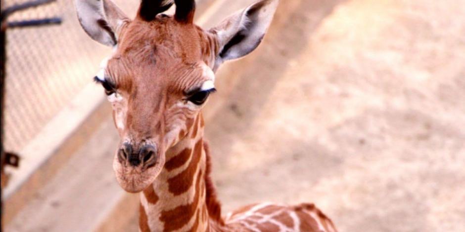 Nombran Valentino al bebé jirafa del Zoológico de Chapultepec