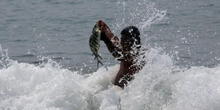 Cientos de peces salen a la orilla de la playa Papagayo en Guerrero