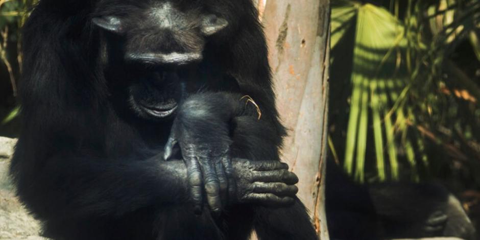 Orangutanes y chimpancés en riesgo por COVID-19 en CDMX