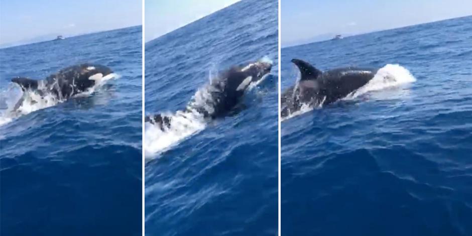 Pescadores captan orcas en aguas de Acapulco (VIDEO)