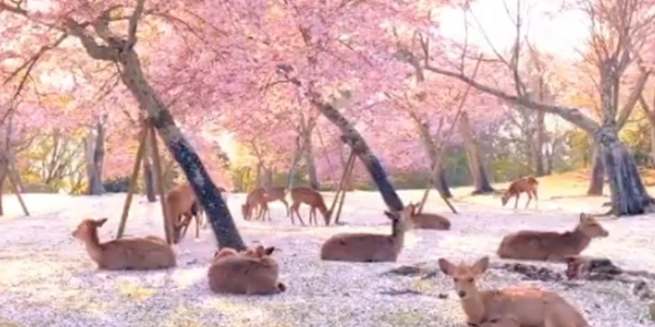 Ciervos descansan bajo los cerezos en Japón por ausencia de humanos (VIDEO)