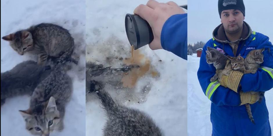 ¡Héroe! Hombre salva a gatitos de morir congelados con una taza de café (VIDEO)