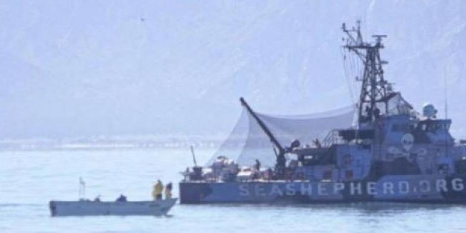 Condena Profepa ataque de buque en el Alto Golfo de California