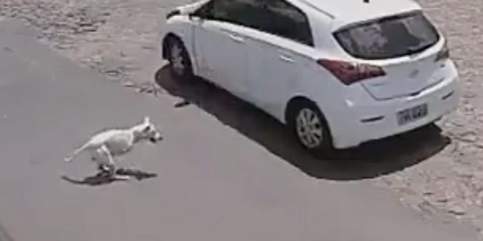 Mujer abandona en la calle a perrito sin patas (VIDEO)