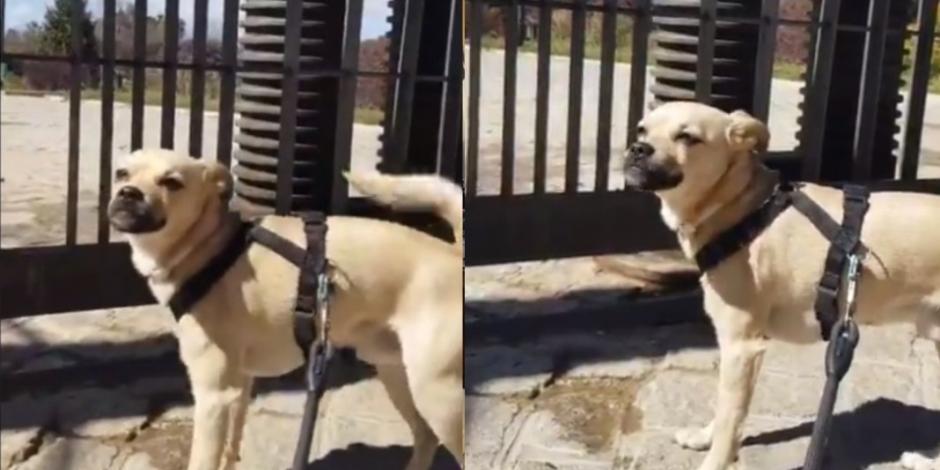 Murphy, el perrito que lloró al ver el parque cerrado por coronavirus (VIDEO)