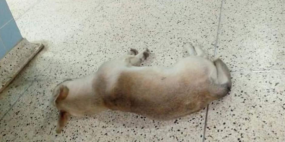 Muere su dueño, pero "Chato", el perrito, lo sigue esperando en el hospital