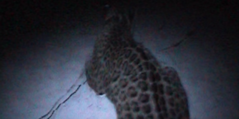 Encuentran turistas un jaguar atado a un árbol en Tulum (VIDEO)
