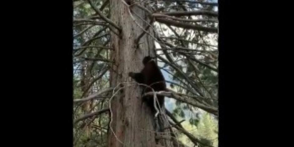 ¡Increíble! Por ausencia de humanos captan a osos en Parque de Yosemite (VIDEO)
