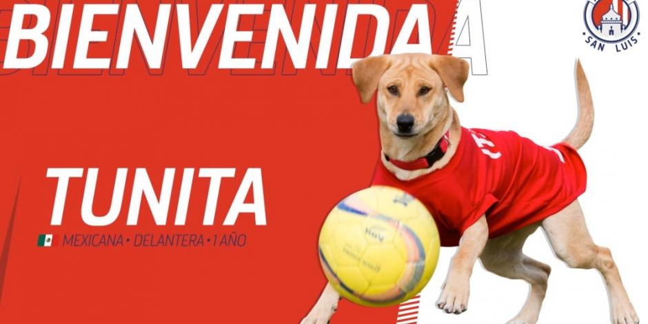 Atlético de San Luis ficha a "Tunita" la perrita que invadió el estadio