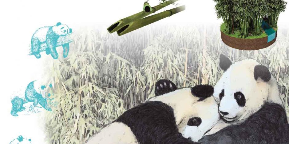 Pandas logran aparearse, tras cierre del zoológico por la contingencia