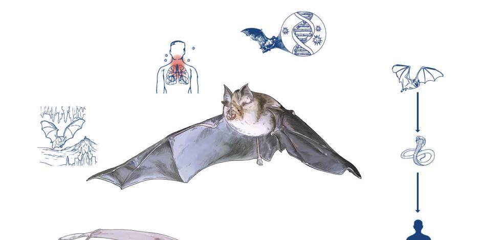 Murciélagos, los únicos mamíferos inmunes a cualquier tipo de virus