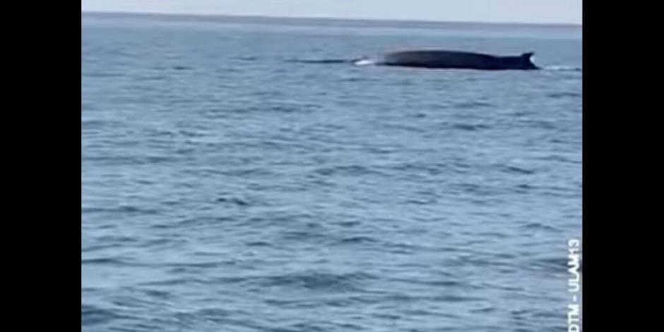 Primero en Acapulco y ahora frente a Marsella juegan dos ballenas (VIDEO)