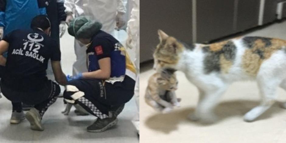 Gatita llega con su cría en la boca a hospital y conmueve en redes (FOTOS)