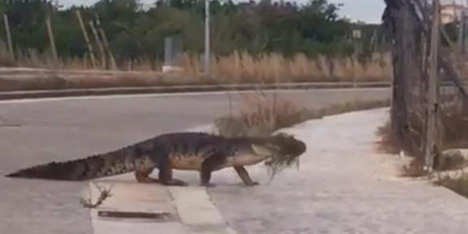 Enorme cocodrilo pasea por Malecón Tajamar de Cancún (VIDEO)