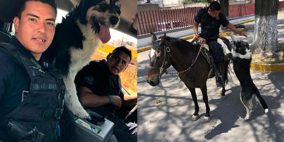 "Héctor", el perrito rescatado que se convirtió en policía en Ecatepec (FOTOS)
