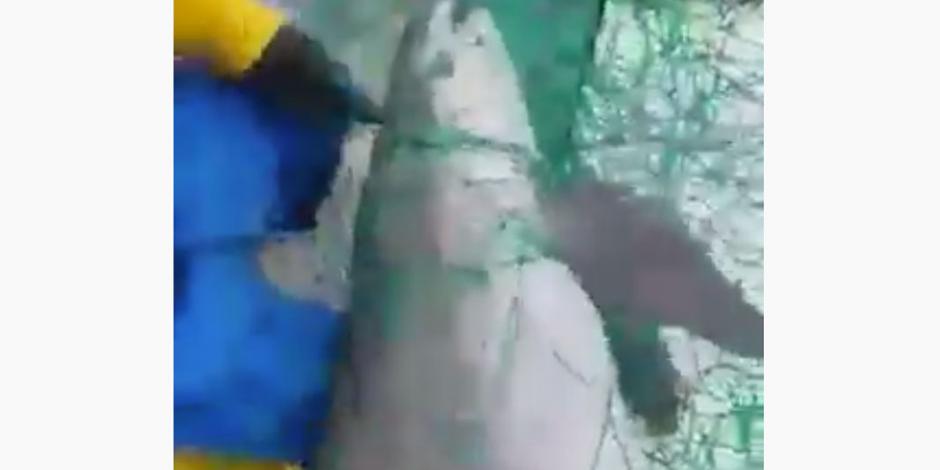 Captan muerte de una vaquita marina, especie a punto de extinguirse (VIDEO)