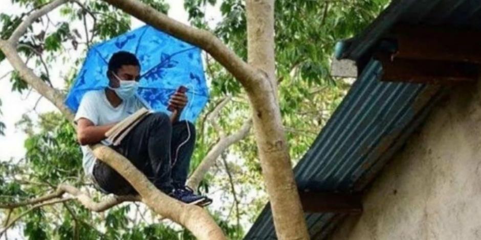 Estudiante sube a un árbol para tener Internet y tomar clases en línea (VIDEOS)