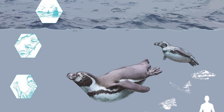 En isla inexplorada en 100 años hallan un nuevo refugio de los pingüinos de Magallanes