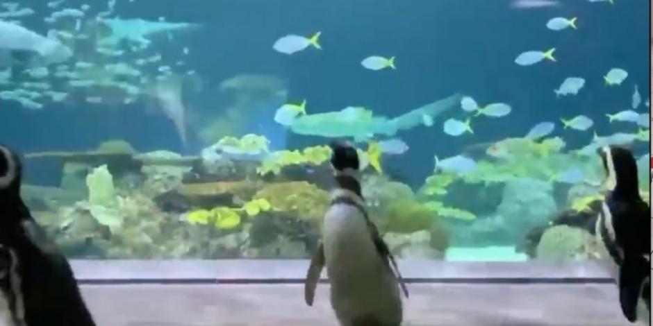 Pingüinos aprovechan cuarentena para pasear por acuario de Chicago (VIDEOS)