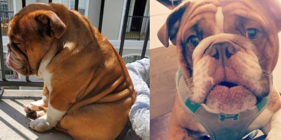 Big Poppa, el perrito aburrido que se hizo viral en cuarentena (FOTOS)