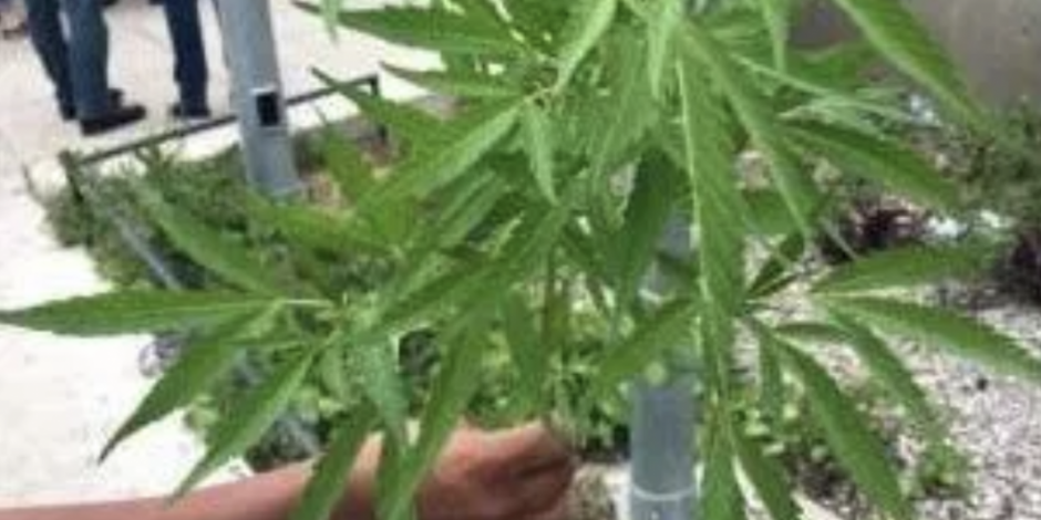Inicia discusión para legalizar la cannabis