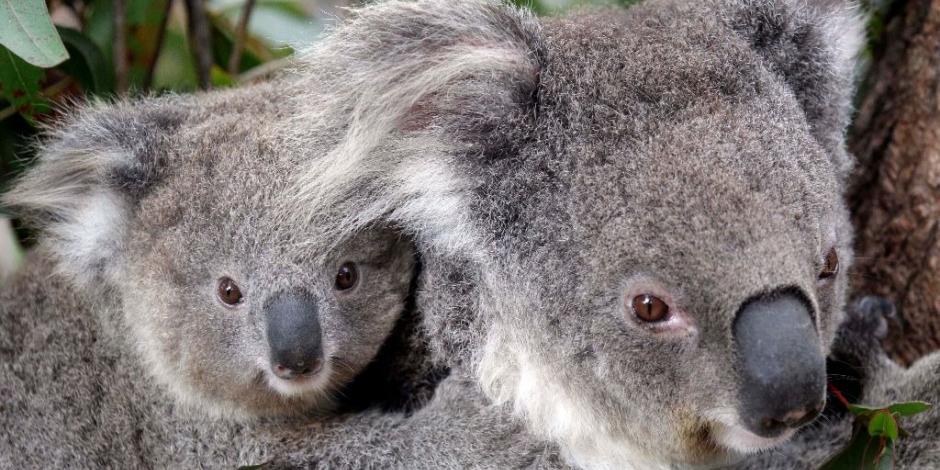 Koala es captado bebiendo agua en carretera de Australia