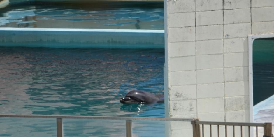 Muere delfín tras vivir solito dos años en acuario abandonado (VIDEO)