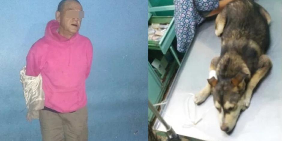 Mati, perrita de 8 meses violada en Nezahualcóyotl, es reportada grave