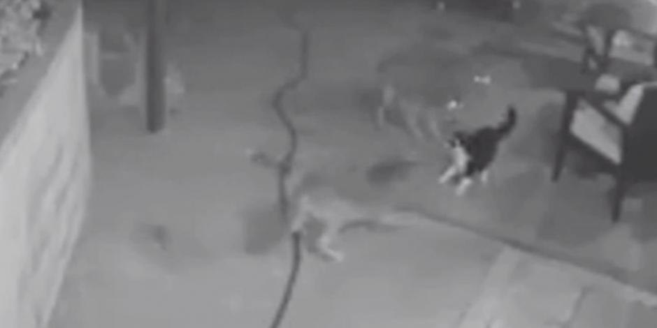 ¡Héroe! Gato se enfrenta a feroces coyotes para proteger a su dueña (VIDEO)