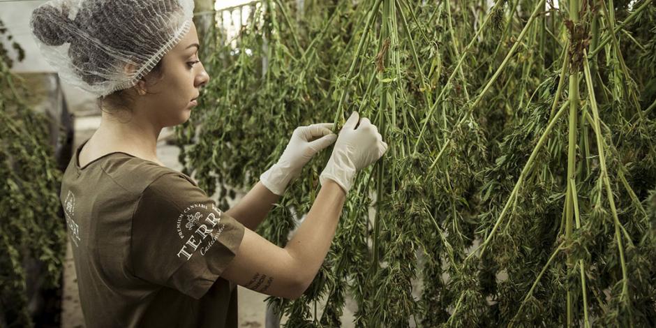 Cannabis, una industria que puede generar hasta 5 mil mdd en México