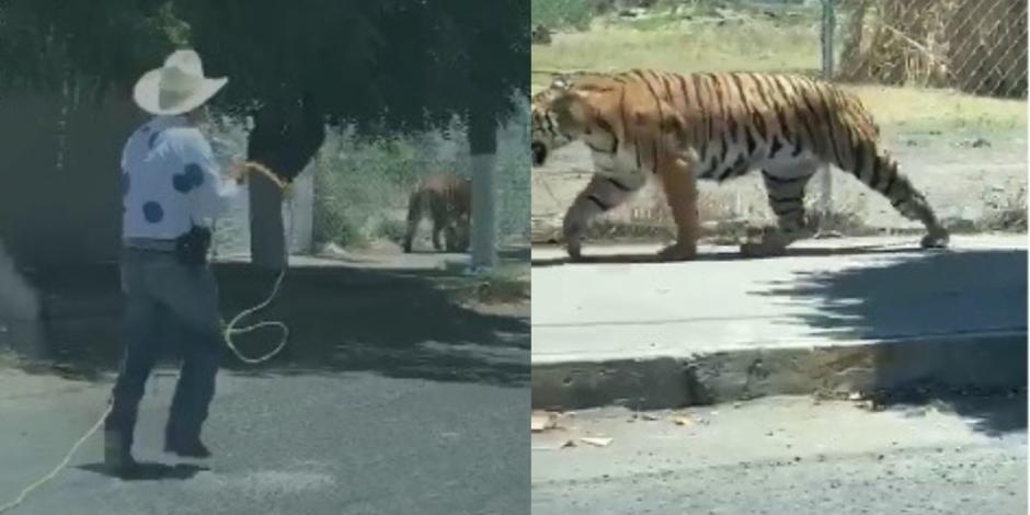 Captan a tigre en la calle y lo lazan para atraparlo (VIDEO)