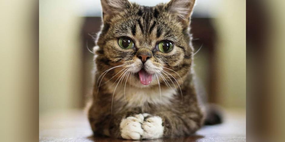 Lil Bub, gatita estrella de internet, pierde la vida a los 8 años