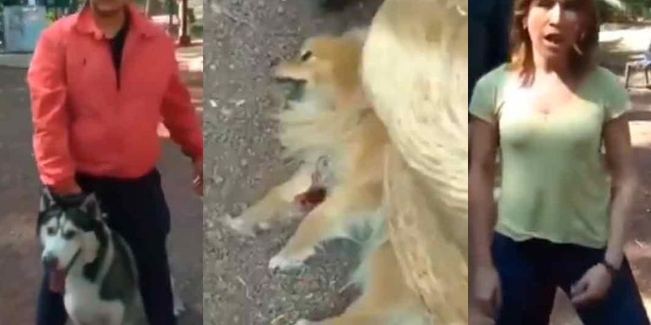 VIDEO: Perro Husky ataca y mata a canino Pomerania en Parque Hundido
