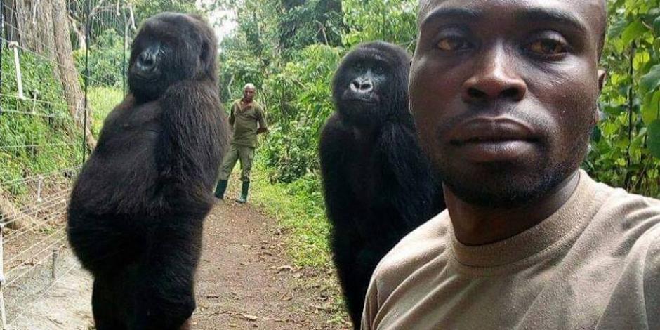 Gorilas posan para selfie y foto se hace viral en redes