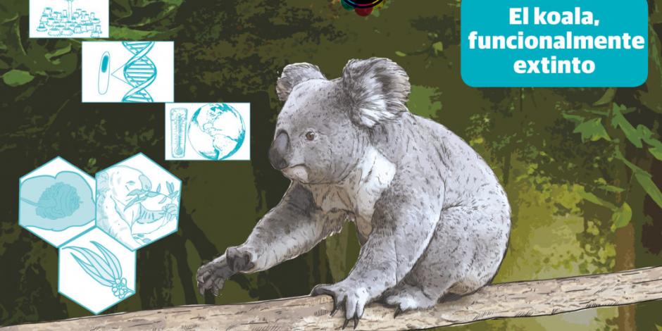 Koalas, ¡al borde de la extinción!; una infección y deforestación, los culpables