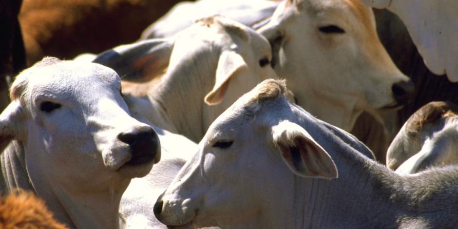 Productores exigen acabar con tráfico ilegal de ganado de Centroamérica