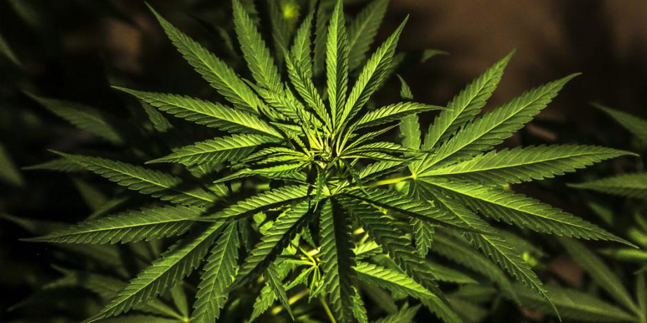 Ante “presiones indebidas”, el Senado aplaza ley de cannabis