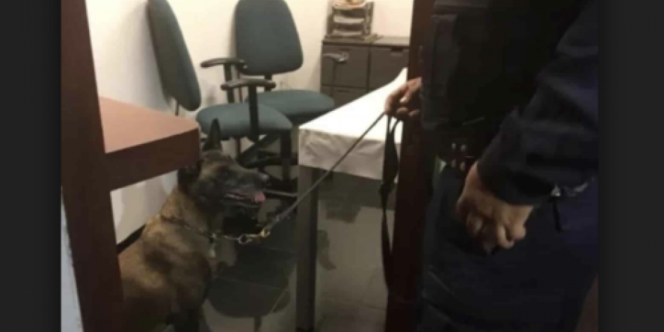 Policía Federal y binomio canino revisan oficinas del Senado