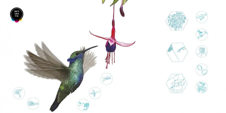 Los colibríes, al borde de la extinción