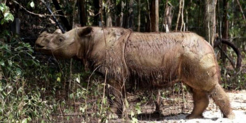 Se extingue rinoceronte de Sumatra en Malasia; muere último ejemplar en ese país
