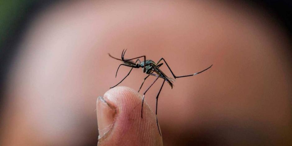 Casos de dengue alcanzan máximos desde 2013; pegan más a 5 estados