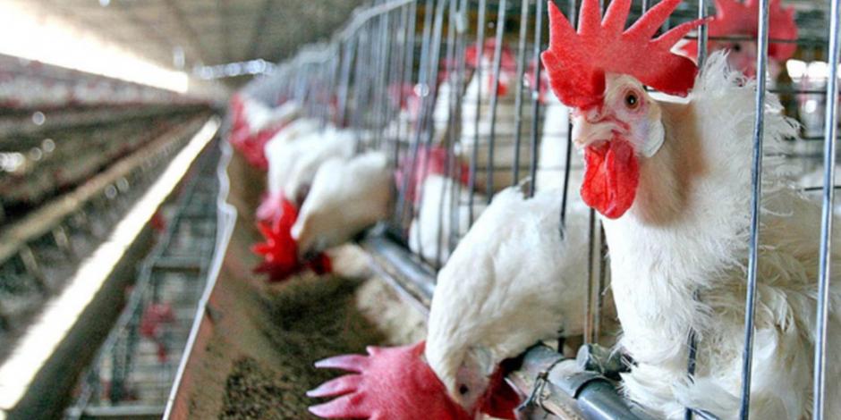 Detectan en México 15 focos de influenza aviar de alta patogenicidad