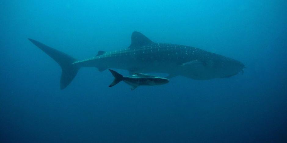 Aseguran más de 10 toneladas de aleta de tiburón en aduana de Colima