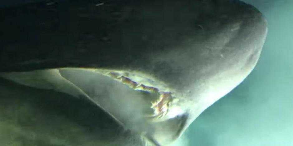 VIDEO Captan a sorprendente tiburón de especie antigua