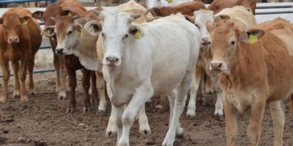 Senasica y legisladores acuerdan reunión por ganado ilegal procedente de Centroamérica
