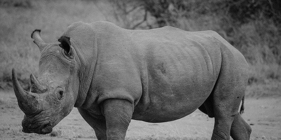 Murió "Tam", último rinoceronte macho de Sumatra
