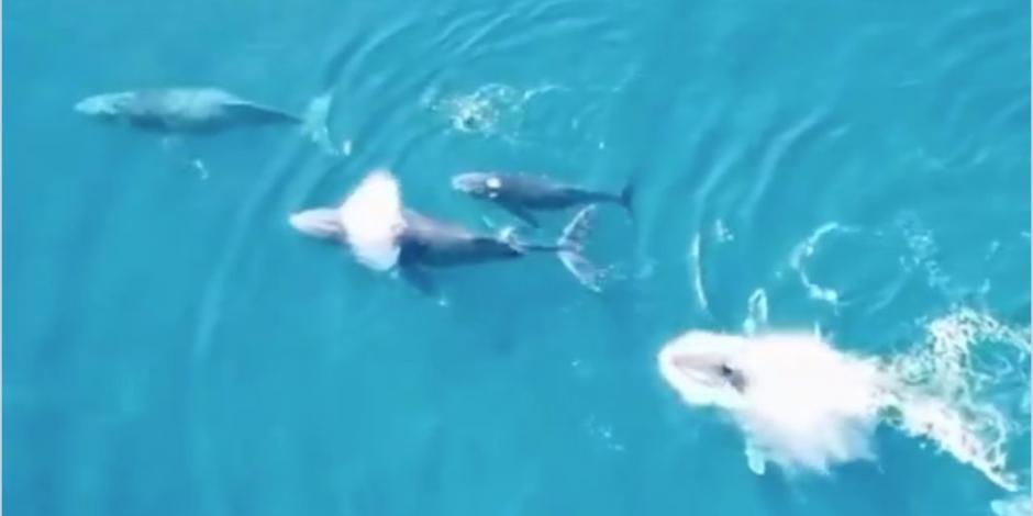 Avistan ballenas en costas de Zihuatanejo (VIDEO)