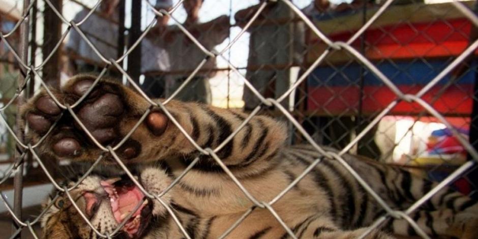 Encuentran 7 tigres congelados en auto en Vietnam