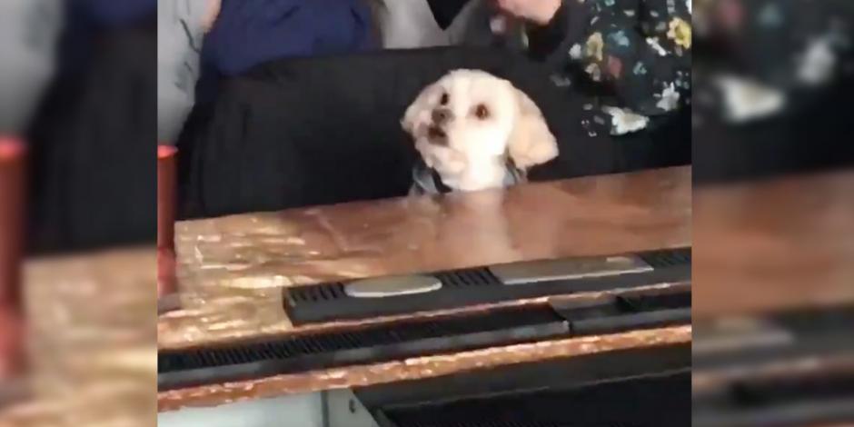 VIDEO: Cachorro es sorprendido disfrutando de 101 Dálmatas